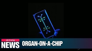 Organ chips could replace animal testing, enhance clinical trials