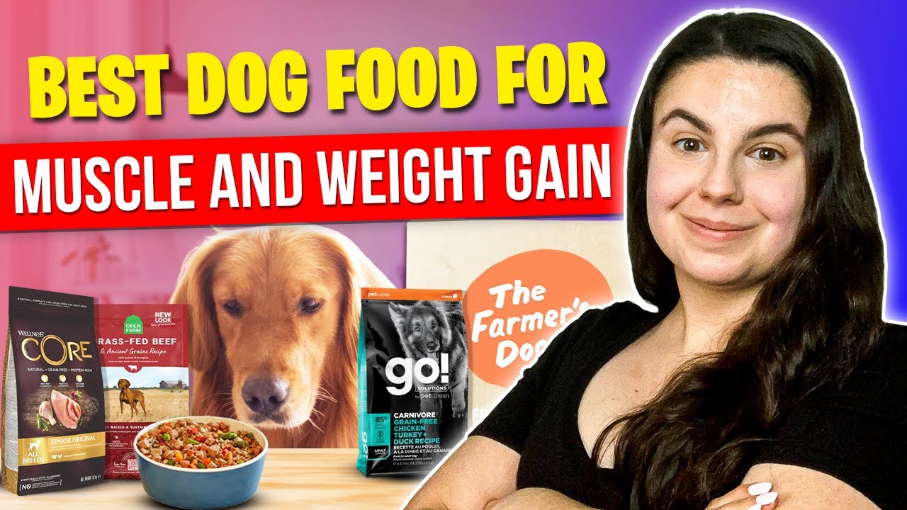 Top Dog Food to Gain Weight and Muscle (Review For All Dogs) - YouTube