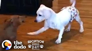 This Puppy Mill Dog Is Finally About To Get A Family | The Dodo Adoption Day