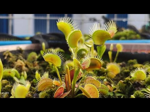 Video: Venus flytrap sa bahay