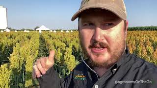 Sorghum maturity determination for grain and forage