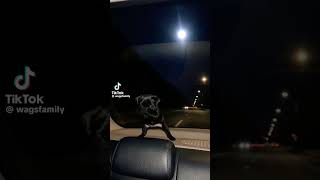 Nugget started dance Ing in the car😂🥰 #funny #Nugget #dogdance #cute #cutepuppy #viral #shorts