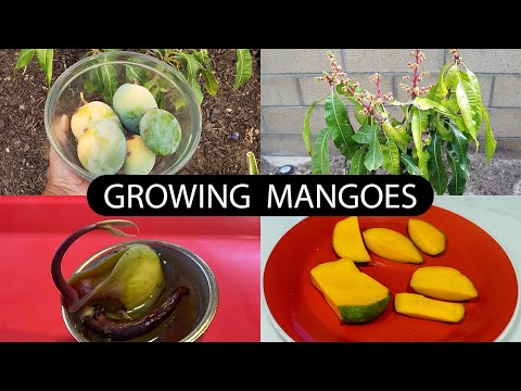 Vídeo: Mango Tree Care - Como você cultiva uma mangueira