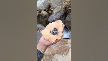 Birds hunting with airgun|best pellet airgun #hunting #airgunhunting #birdhunting #airgunhunters