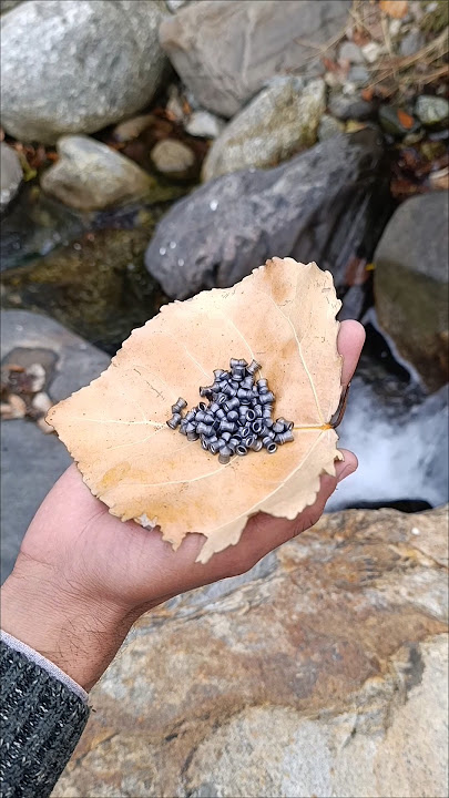 Birds hunting with airgun|best pellet airgun #hunting #airgunhunting #birdhunting #airgunhunters