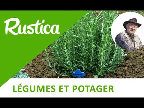 Marcottez le romarin - YouTube