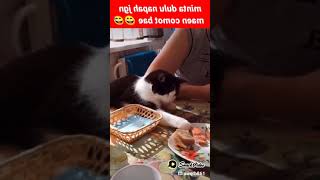 kucing pura pura tidur gak taunya mencuri roti😲😂🤣#shorts #viral #trending #live #love #funny #cat