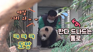 ★에버랜드 판다월드 ep13★ 푸바오 장꾸력  때문에 판다전용 통로까지 진출한 사육사ㅋㅋ (아기판다와의 상황극은 보너스!) Baby Panda Fu Bao