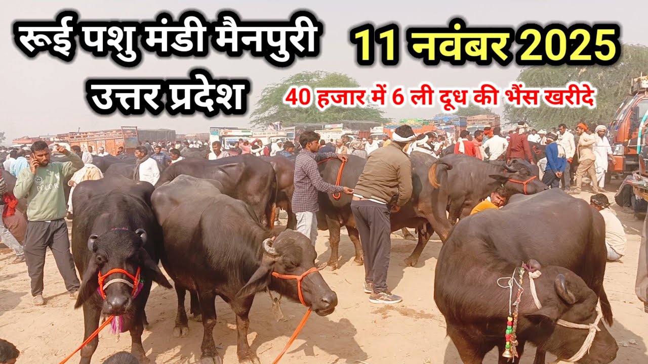 rui pashu mandi l 11 नवम्बर 2025 l रूई पशु मंडी ll rui buffalo l 40 हजार में 6 ली दूध की भैंस खरीदे