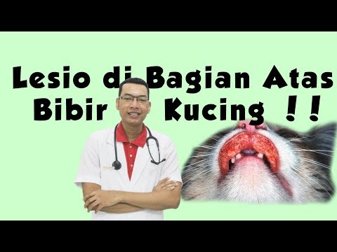 Video: Ulser Dan Depigmentasi Kulit (Berkaitan Kekebalan) Pada Kucing