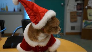 Keyboard Cat Is Santa!!!