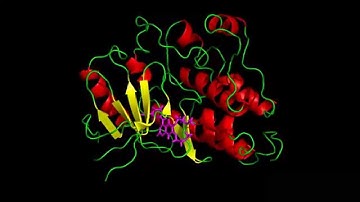 Molecular Dynamics of the Erlotinib-Bound Tyrosine Kinase Domain of EGFR