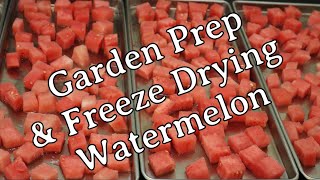 Garden Prep and Freeze Drying Watermelon by Her Homestead Skills 553 views 15 hours ago 11 minutes, 18 seconds