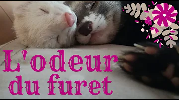 Quelle est l'odeur du furet ?