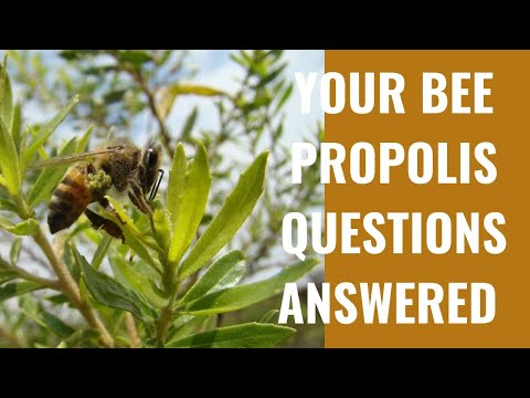 Video: Treatment Of Children With Propolis