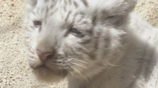 Baby white tiger cubs on show at Tokyo zoo