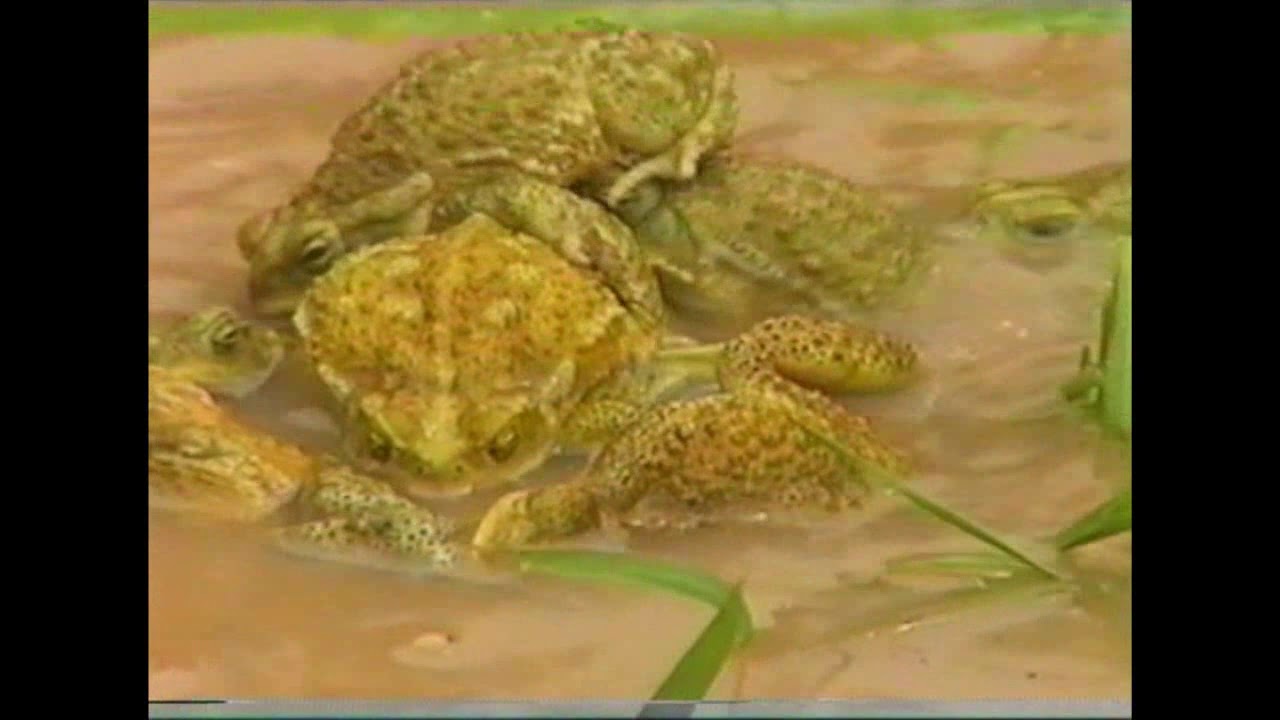 Sapos y ranas 1994 1998