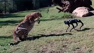 What happens when a cheetah meets a robot dog?