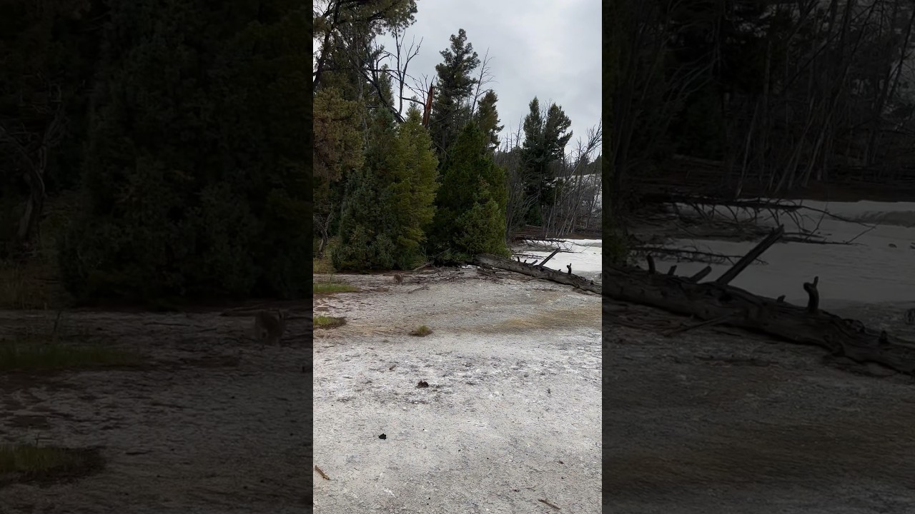 🐇 A Large Bunny Roams Near the Majestic Mammoth Hot Springs in Yellowstone