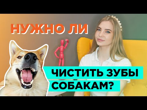 Нужно ли чистить зубы собакам?