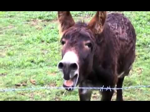 საშაურმედან გამოქცეული ვირი