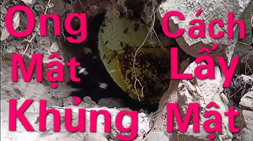 Theo Chân Thợ Săn Ong Tìm Được Tổ Ong Mật Khủng Trên Vách Khe Vực Dốc - Thần Rừng 7h30 Phút