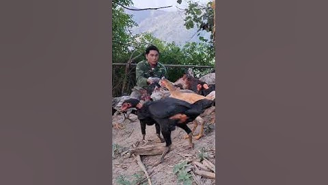 gà rừng gà ta ăn uống.qaib qus qaib hmoob noj pob kws lom zem heev