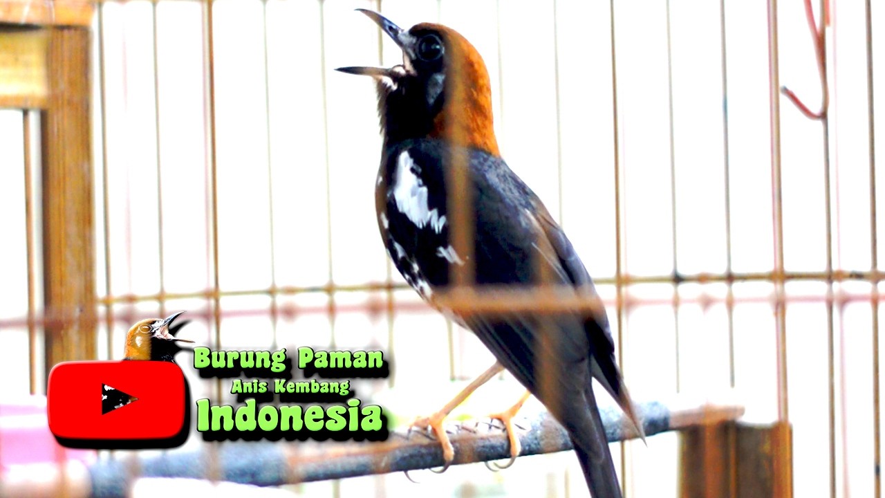 ANIS KEMBANG  PANCINGAN ANIS KEMBANG AGAR BIRAHI DAN EMOSI MENINGKAT #aniskembang