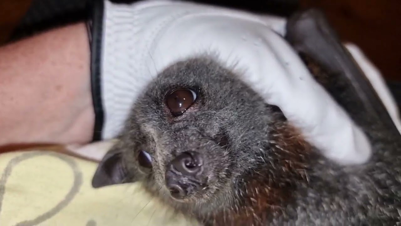 Finn, juvenile Grey-headed Flying fox, squeaks and yawns!