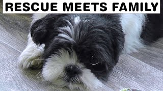 Scared Shih Tzu Rescue Dog With One Eye Meets Her Foster Family