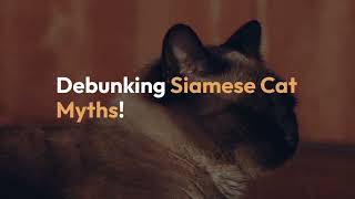 Debunking Siamese Cat Myths! 🐈