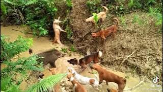 anjing vs babi hutan