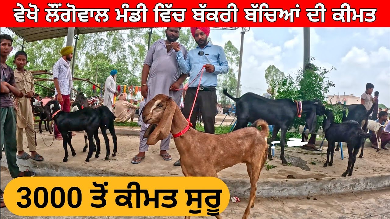 ਬੱਕਰਿਆਂ ਦੇ ਬੱਚਿਆਂ ਦੀ ਕੀਮਤ । goat kids price | Longowal bakra mandi goats | goat #goat  #goats