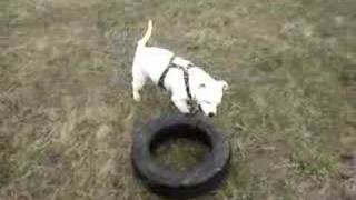 Staffordshire Bull Terrier