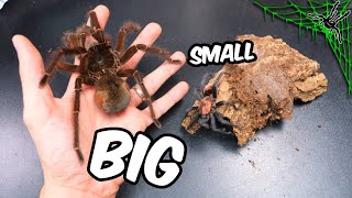 I Handled THE WORLD'S BIGGEST TARANTULA