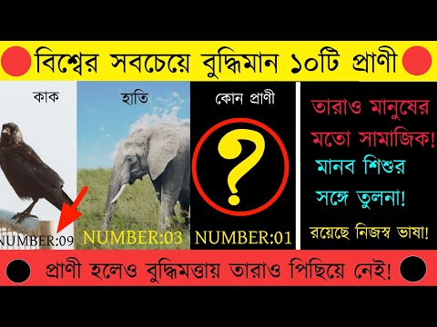 পৃথিবীর সবচেয়ে ১০ টি বুদ্ধিমান প্রাণী || Top 10 Most Intelligent Animals || Prayash