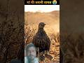 माँ चिड़िया कैसे बच्चों को पानी पिलाती है?🤯 #facts #birds #shorts#nature  #interestingfacts