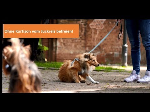 Video: Hautinfektionen Und Verlust Von Hautfarbenstörungen Bei Hunden
