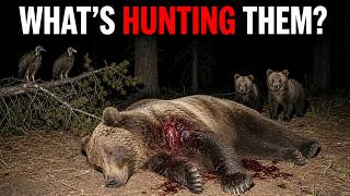 Biologists Finally Know What's Hunting the Grizzlies in Yellowstone — And It’s Terrifying
