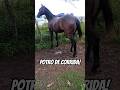 Potro quarto de milha de carreira!🐎♥️😎🏇🏻