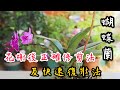 【天天小花農】蝴蝶蘭花開完後，如何正確修剪花梗以及快速復壯