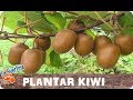 Como Plantar Kiwi En Casa Fácil || Cultivo Casero || La Huertina De Toni