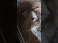 ❤️Лев Витя. Что это за чудо-лев! #animals #lions #shortvideo #shorts