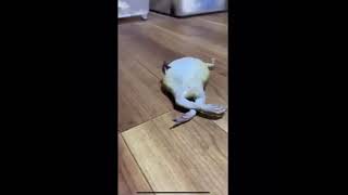 hissing frog falls over