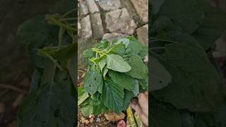 টাটকা শাক ... 🥬 Sagh Harvesting.. #garden #harvest #bagan