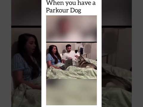 When You Have A Parkour Dog Dogs Funnydogs Cute Petlovers Puppy Shorts Doglover Animalworld