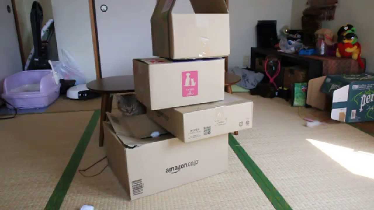 箱龟 ぐらぐら箱の罠とねこ。-Boxs-Trap and Riki.- マンチカン力丸