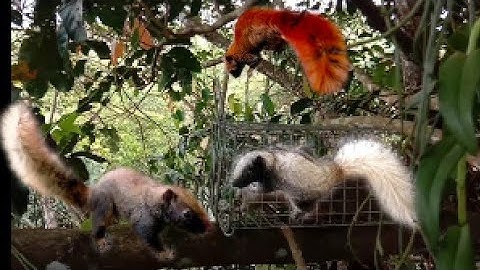 bẫy sóc bông trên cây hiệu quả không tưởng 16 lồng 9 em