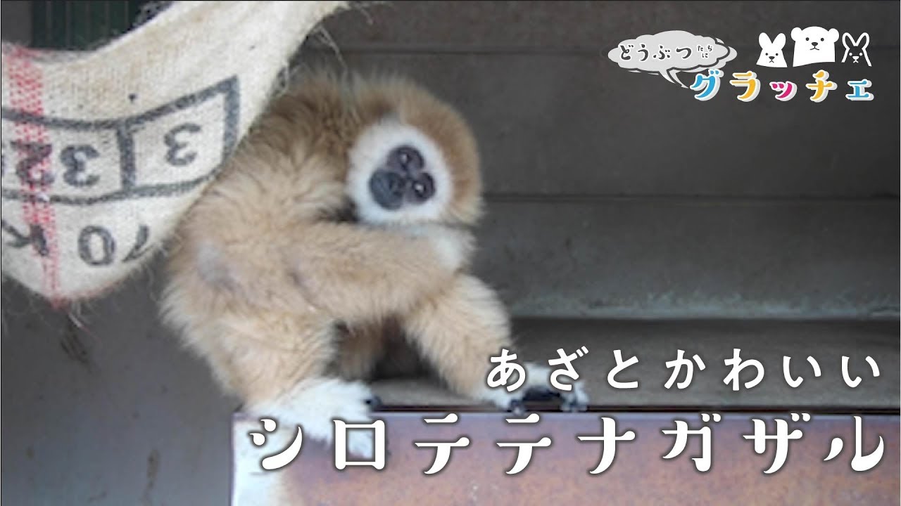 遊びつかれて あざと可愛く なるシロテテナガザル Youtube