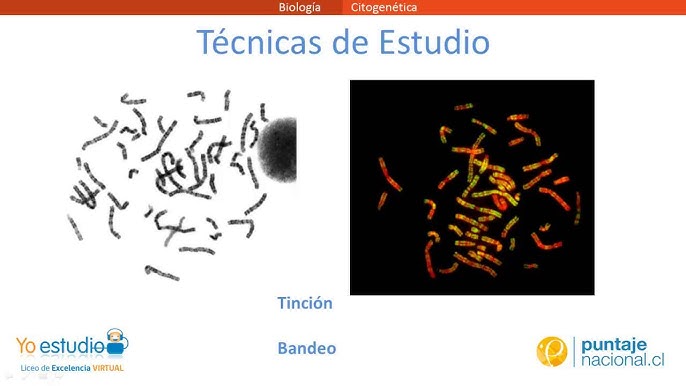 CITOGEM Biotecnologia - VOCÊ SABIA? Exame de FISH? Citogenética? Análise de  Cariótipo? PACIENTE A citogenética é área da ciência que estuda as  alterações cromossômicas, e tem grande importância não só na investigação